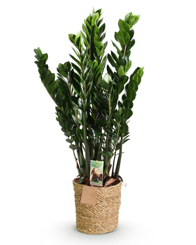 Zamioculcas - Glücksfeder + Mand - Topf 21 cm - Höhe 80-90 cm