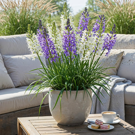 Bloembollen - Camassia Leichtlinii Mix - Kleur Paars en Wit - 5 stuks - Bolmaat 12/14 - XXL Pack