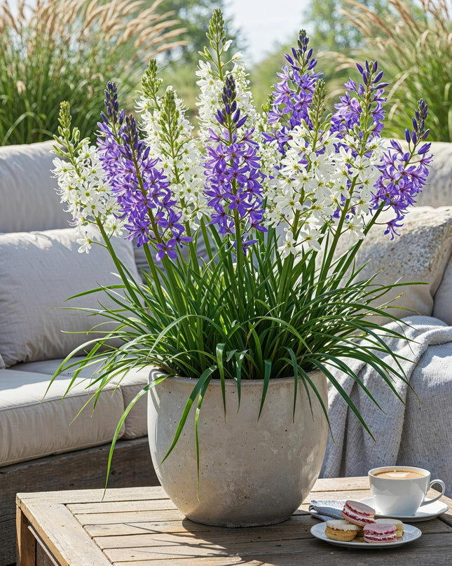 Bloembollen - Camassia Leichtlinii Mix - Kleur Paars en Wit - 5 stuks - Bolmaat 12/14 - XXL Pack