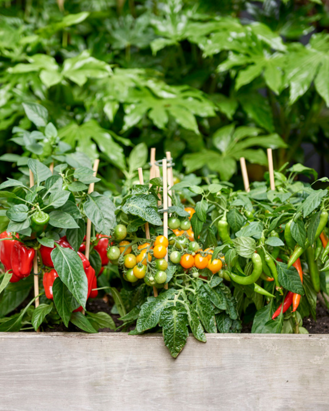 Red Harvest Vegetable Mix of 3 Plants - Cherry Tomato - Red Snack Pepper - Red Hot Pepper Plant - Ø 14 cm - ↨ 45 cm