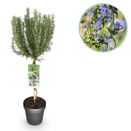 Rosmarinus officinalis - Evergreen - Hardy in Winter - Purple Flower - Pot 19cm Height 90cm