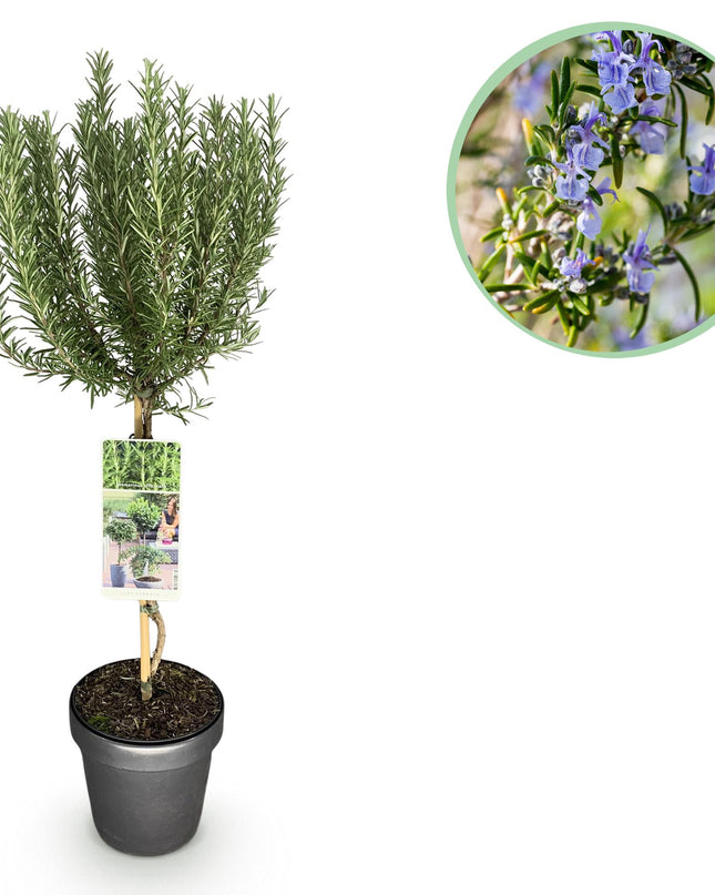 Rosmarino - De hoja perenne - Resistente al invierno - Flor morada - Maceta 19 cm Altura 90 cm