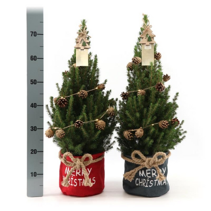 Kleine Kerstboom in Xmas Bag rood + lichtjes incl. batterijen - 70 cm - Picea Glauca Conica -