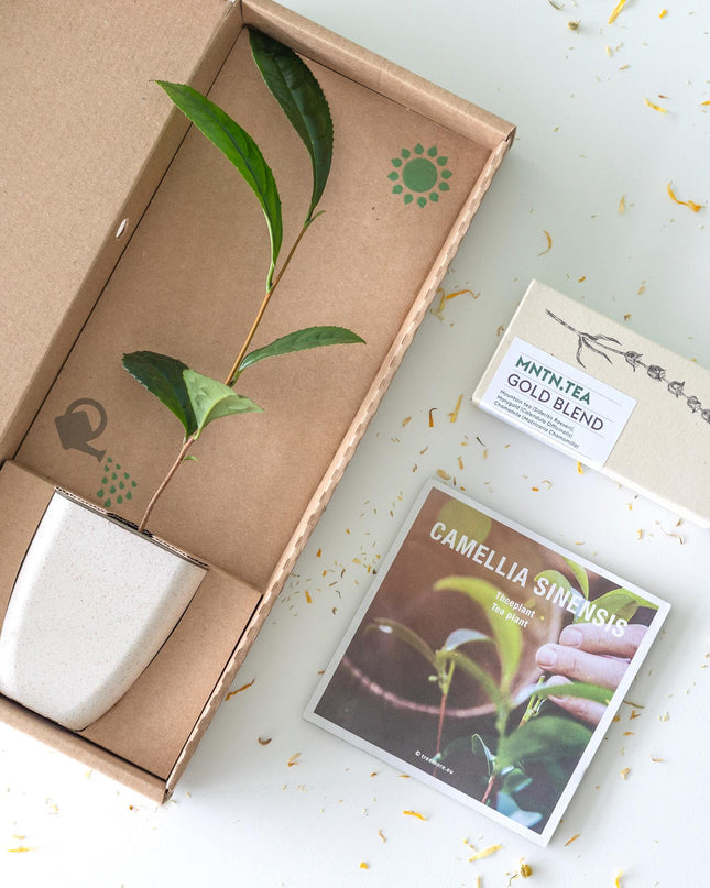 Tea break - Brievenbuscadeau