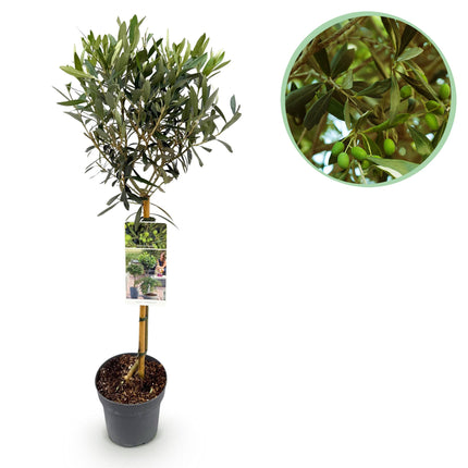 Olea Europaea - Terras Plant - Bladhoudend - Winterhard - Olijfgroen Blad - Pot 19cm Hoogte 90cm