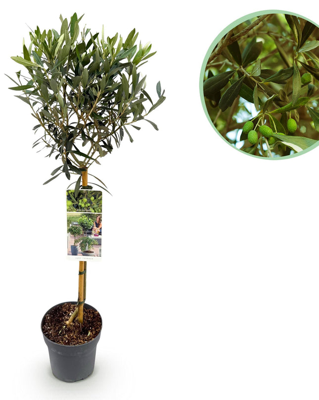 Olea Europaea - Terras Plant - Bladhoudend - Winterhard - Olijfgroen Blad - Pot 19cm Hoogte 90cm