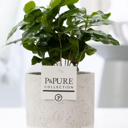 Coffea Arabica incl. keramieke pot P&PURE Jade Ceramics - Ø12cm - ↕20cm