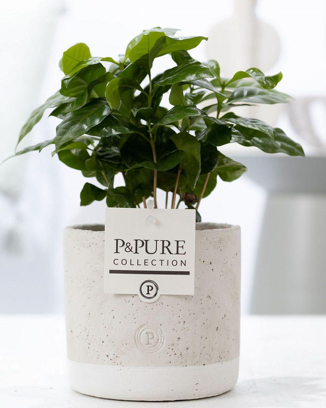 Coffea Arabica incl. keramieke pot P&PURE Jade Ceramics - Ø12cm - ↕20cm