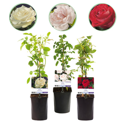 Rosa rampicante Klimroos tricolore - 3 piante - Fiori rosa bianco rosso - Poco cura - Vaso 11cm Altezza 40cm