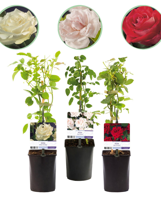 Klimroos Rosa Tricolour - 3 planten - Bloemen Roze Wit Rood - Weinig onderhoud - Pot 11cm Hoogte 40cm