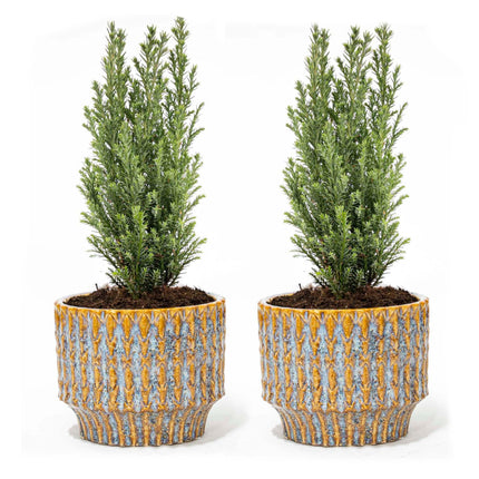 Set van 2 - Kerstboom 'Ellwoodii' + Pot Echo - 25/ 30 cm hoog