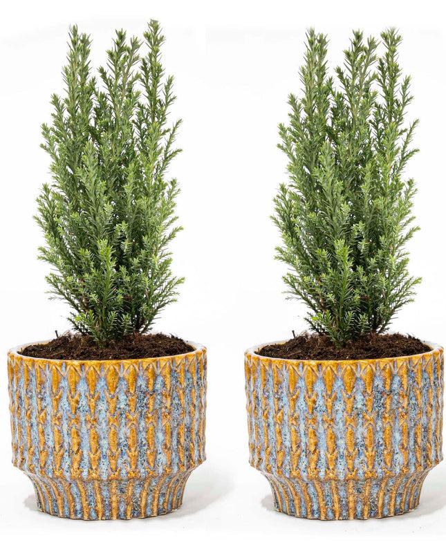Set van 2 - Kerstboom 'Ellwoodii' + Pot Echo - 25/ 30 cm hoog