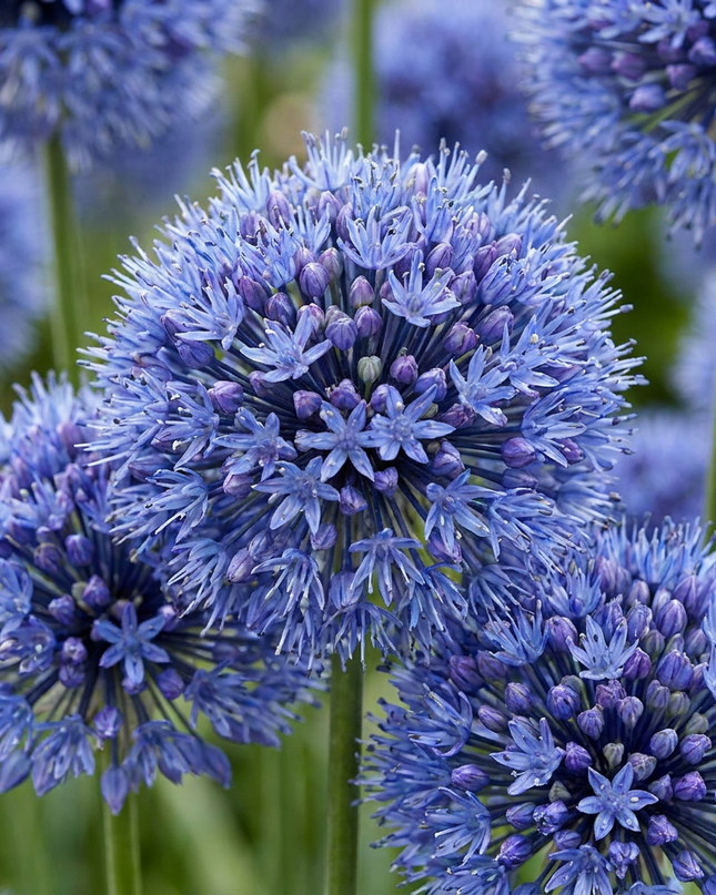 160x Allium Caeruleum – Blauer Zierlauch – Blau – Sommerblüher – Zwiebelgröße 4/5
