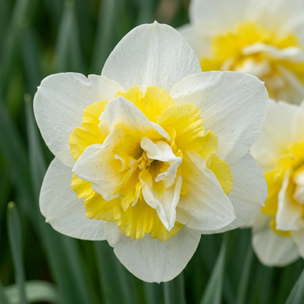80x Narcissus Ice King - Narciso doble - Blanco y amarillo - Floración primaveral - Calibre del bulbo 12/14