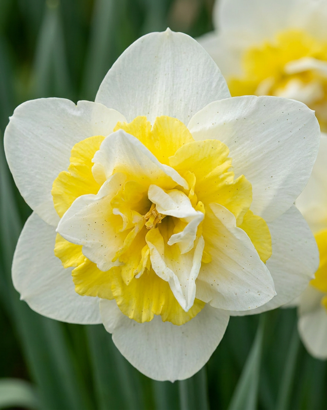 80x Narcissus Ice King - Dubbele narcis - Wit en Geel - Voorjaarsbloeier - Bolmaat 12/14