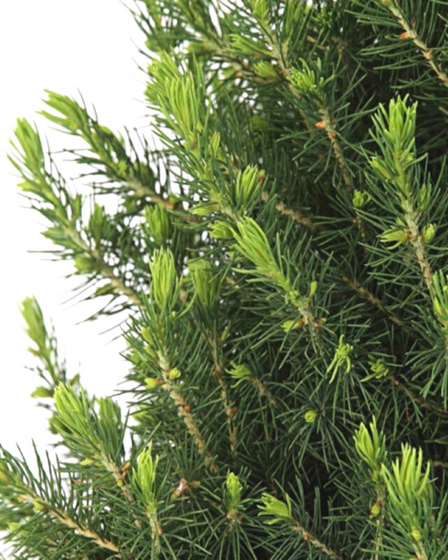 Kleine Kerstboom in Xmas Bag rood + Pine cone lichtjes incl. batterijen - 70 cm - Picea Glauca Conica -