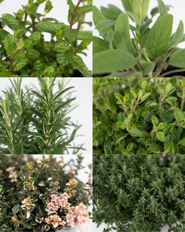 Garden Herb Mix - 4 pieces - Ø14cm - ↕18cm