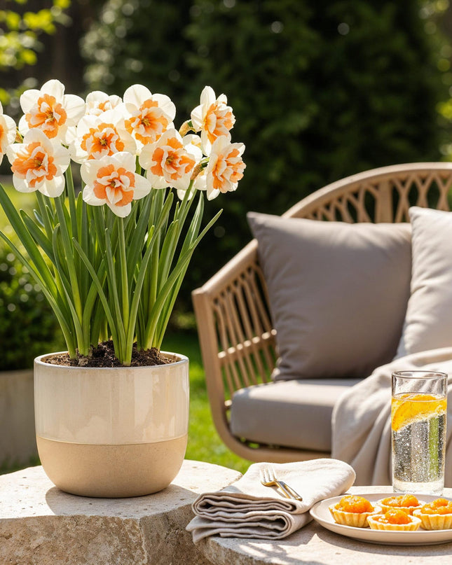 Bloembollen - Narcis Replete - Kleur Wit en Oranje - 10 stuks - Bolmaat 10/12 - XXL Pack