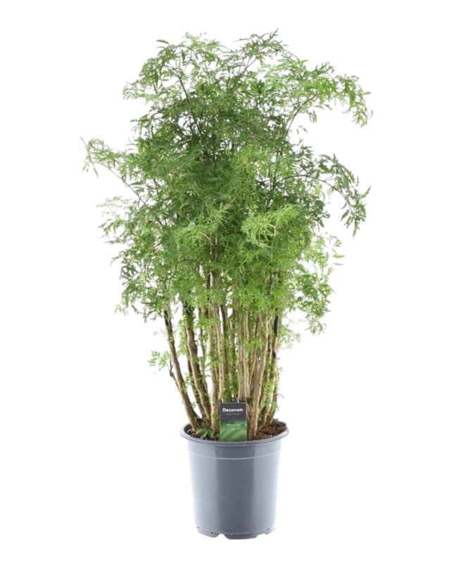 Polyscias Hawaiiana Ming - 100 cm - Ø24 cm