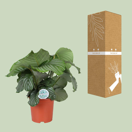 Calathea Orbifolia - Ø21cm - ↕65cm