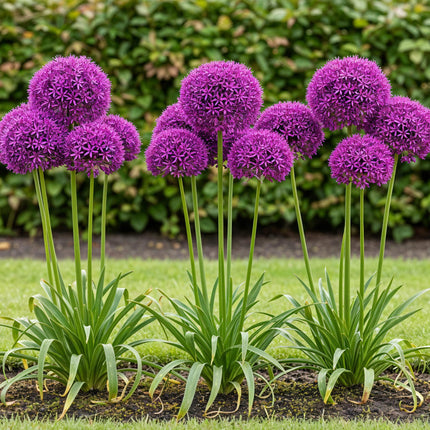 Bloembollen - Allium Purple Sensation - Kleur Paars - 15 stuks - Bolmaat 10/12 - XXL Pack