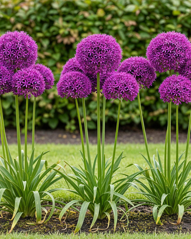 Bloembollen - Allium Purple Sensation - Kleur Paars - 15 stuks - Bolmaat 10/12 - XXL Pack