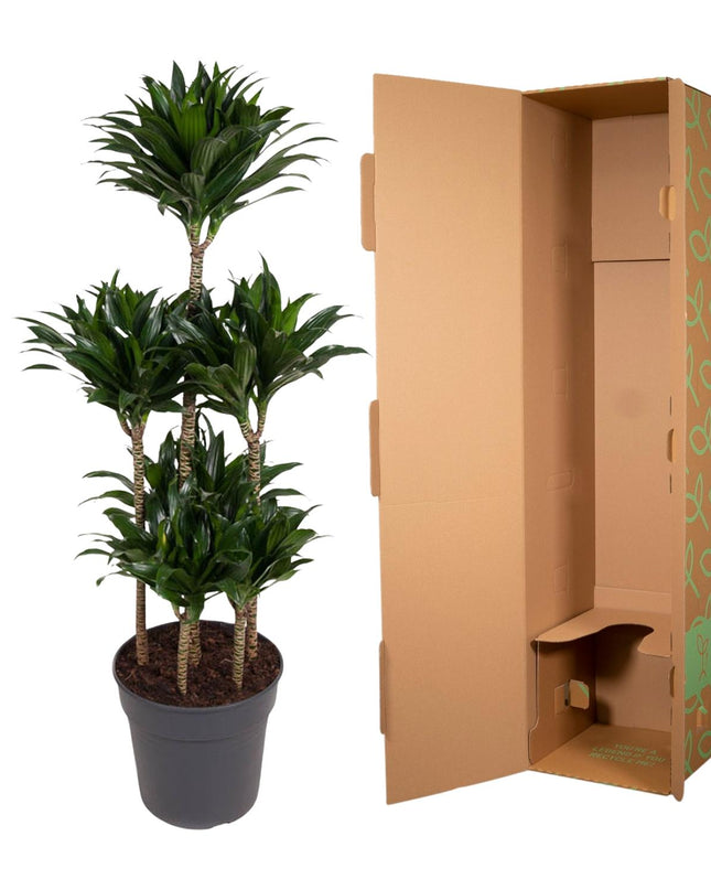 Dracaena Compacta Carrusel - 130 cm - ø31