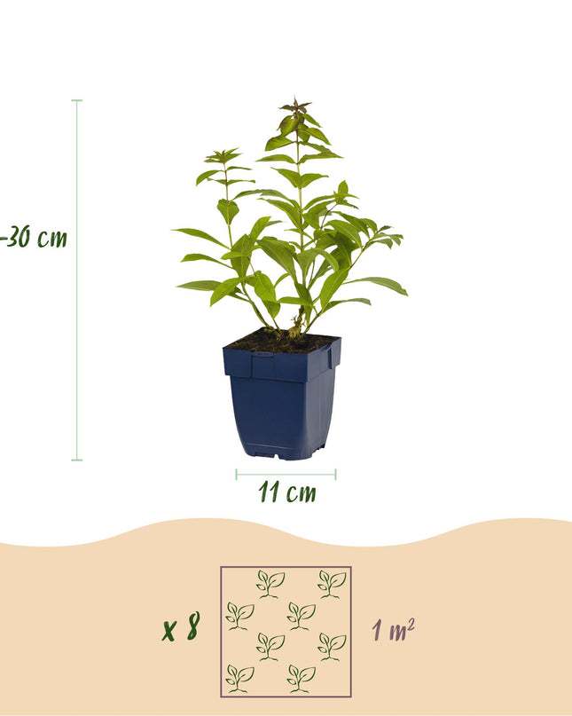 Borderpakket - Geurend - 8 Vaste planten - 1 m2 - Diversen kleuren - Weinig Onderhoud - Pot 11cm