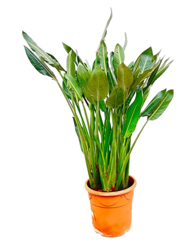 Strelitzia Reginae XL - 160cm - ⌀30