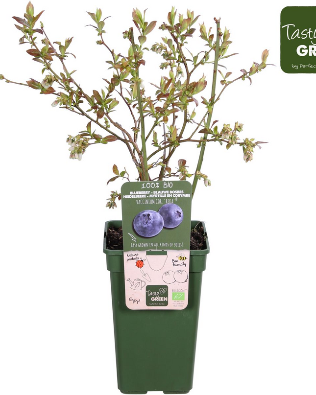Vaccinium corymbosum 'Reka' - Blauwe bes - Ø13cm - ↕45cm