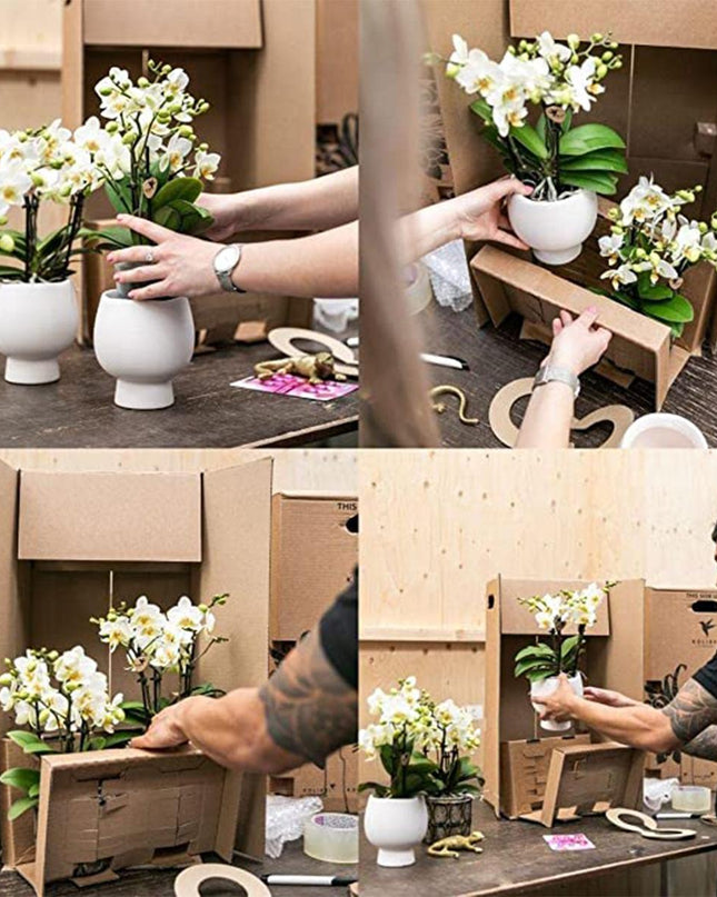 Kolibri Orchids | witte orchideeënset in Cotton Basket incl. waterreservoir | drie gebogen witte orchideeën Niagara Fall 12cm | Mono Bouquet wit met zelfvoorzienend