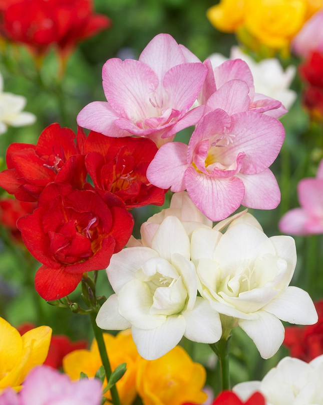 320x Freesia Double Mix - fresia doble - varios - flor cortada - calibre del bulbo 5/+