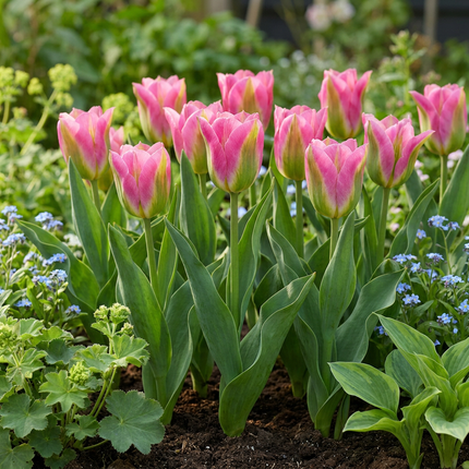 96x Tulipa Striped Crown - Tulipano corona striata - Varie - Fioritura primaverile - Calibro del bulbo 11/12