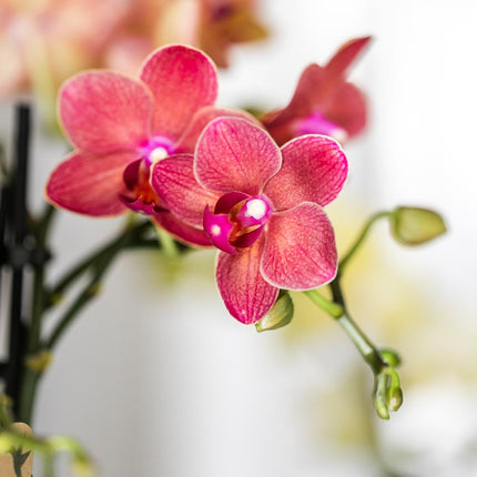 Orchidee | rote Phalaenopsis-Orchidee Topfgröße Ø9cm | Kongo | blühende Zimmerpflanze - frisch vom Züchter
