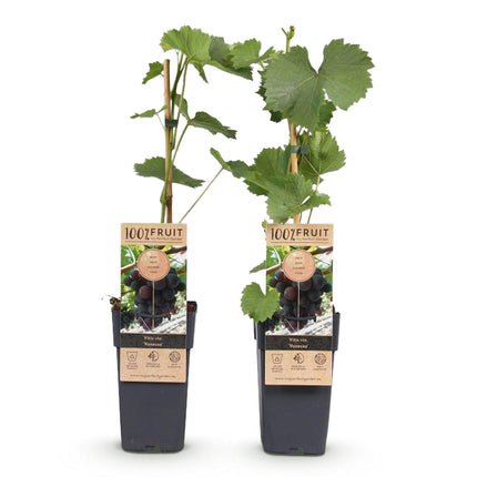 Paarse Druif - 2 planten - Vitis vinifera Vanessa - Pitloos - Pot 15cm Hoogte 50cm