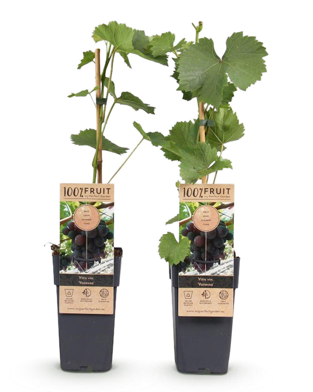 Paarse Druif - 2 planten - Vitis vinifera Vanessa - Pitloos - Pot 15cm Hoogte 50cm