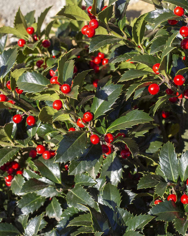 Ilex meserveae Blue Maid - Sempreverde - Resistente al freddo - Bacca rossa - Vaso 19cm Altezza 90cm