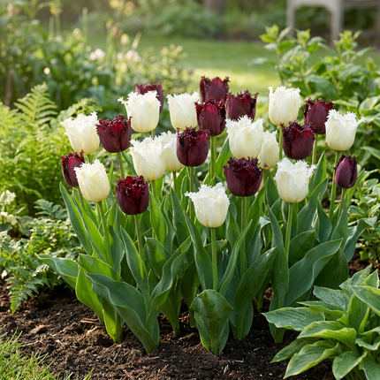 120x Tulipa Breakdance-Mix – Tulpe Breakdance-Mix – Verschiedene – Frühjahrsblüher – Zwiebelgröße 11/12