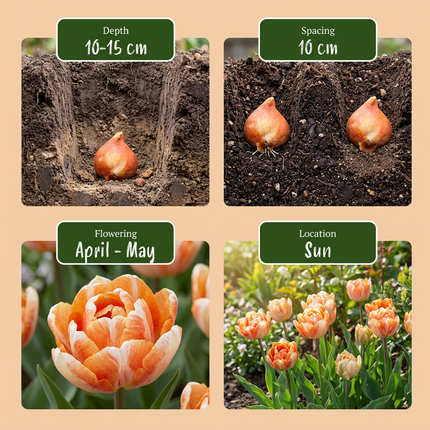 96x Tulipa Candle Light - Tulipán Candle Light - Variados - Floración primaveral - Calibre del bulbo 11/12