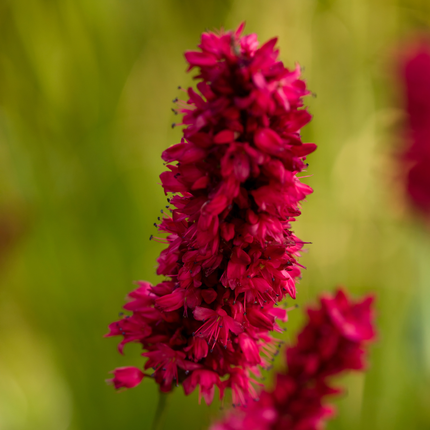 24x Persicaria a. 'Blackfield' - ↕10-25cm - Ø9cm