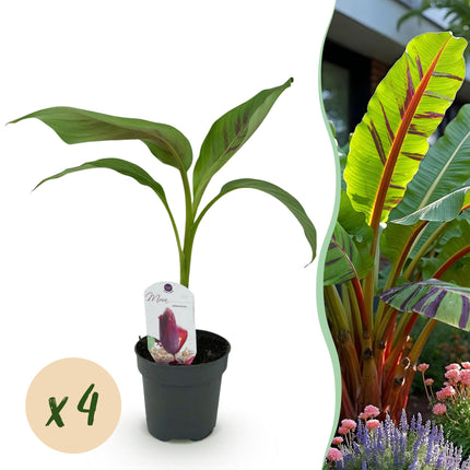 Bananen plant - 4 planten - Musa sikkemensis Red Tiger - Winterhard - Pot 12cm Hoogte 30cm
