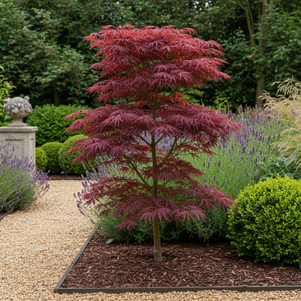 Japanse Esdoorn - Acer palmatum Trompenburg - Donker Paars - 2 stuks - Pot 19cm - Hoogte 70cm