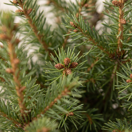 4x Kerstboom Picea glauca Conica - Kegelspar - Ø17cm - ↕65cm