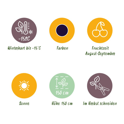 Plantas de zarzamora negra - 6 plantas - Perennes - Rubus sin espinas perenne - Resistente al invierno - Maceta 9 cm