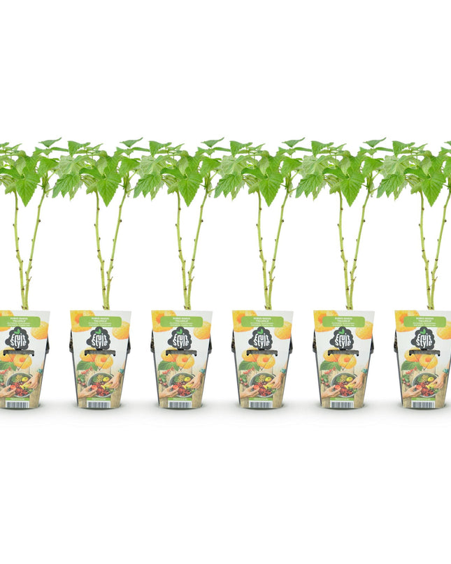 Yellow Raspberry Fruit Plants - 6 plants - Rubus idaeus Fallgold - Hardy in Winter - Pot 9 cm