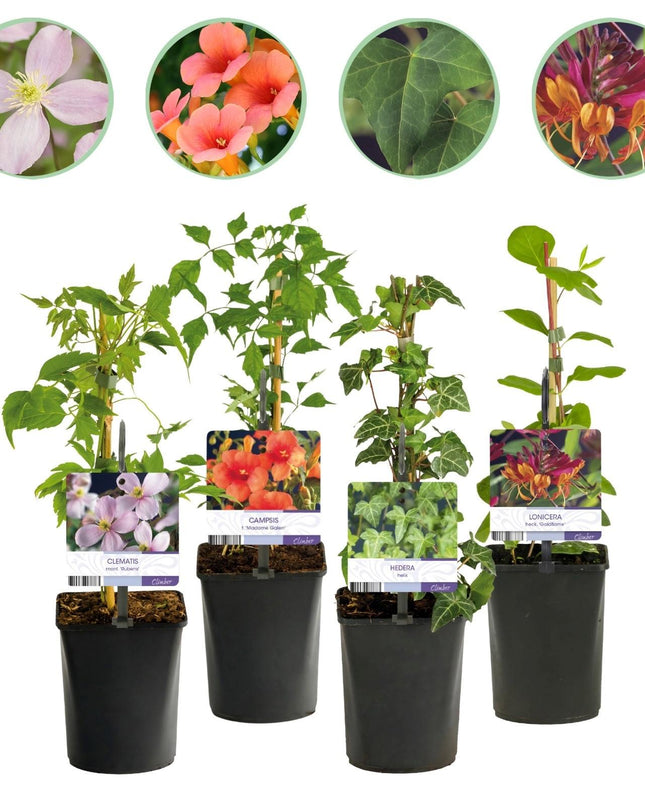 Klimplanten Rainbow - 4 planten - Clematis montana Rubens  Hedera helix lonicera Goldflame Campsis madame Galen   - Jaarrond kleur - Pot 11cm Hoogte 40cm