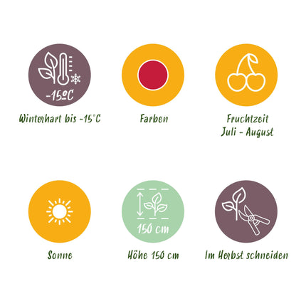 Plantes de framboisier - 6 plants - Rubus idaeus Ottawa - Résistant au froid - Pot 9 cm - Framboise rouge