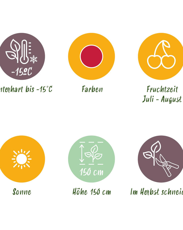 Raspberry Fruit Plants - 6 plants - Rubus idaeus Ottawa - Hardy in Winter - Pot 9 cm - Red Raspberry
