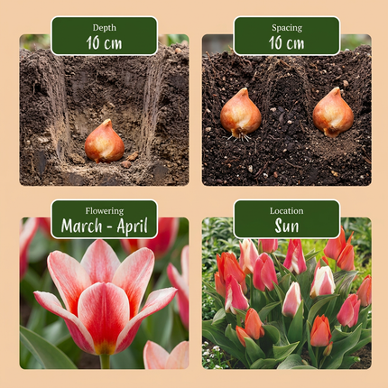 120x Tulipa Greigii mix – Greigii-Tulpenmischung – Verschiedene – Frühjahrsblüher – Zwiebelgröße 11/12