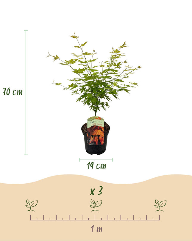 Érable du Japon - Acer palmatum Orange Dream - Orange - 2 Plantes - Caduc - Pot 19cm Hauteur 70cm